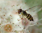 Fly
