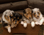 Puppies
